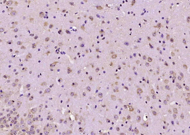 G protein alphaisoforms XLas Antibody in Immunohistochemistry (Paraffin) (IHC (P))