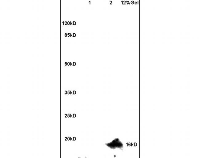 Ubiquityl-Histone H2A.X (Lys119) Antibody in Western Blot (WB)