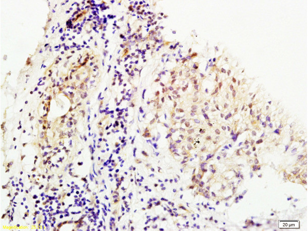 MMS19 Antibody in Immunohistochemistry (Paraffin) (IHC (P))