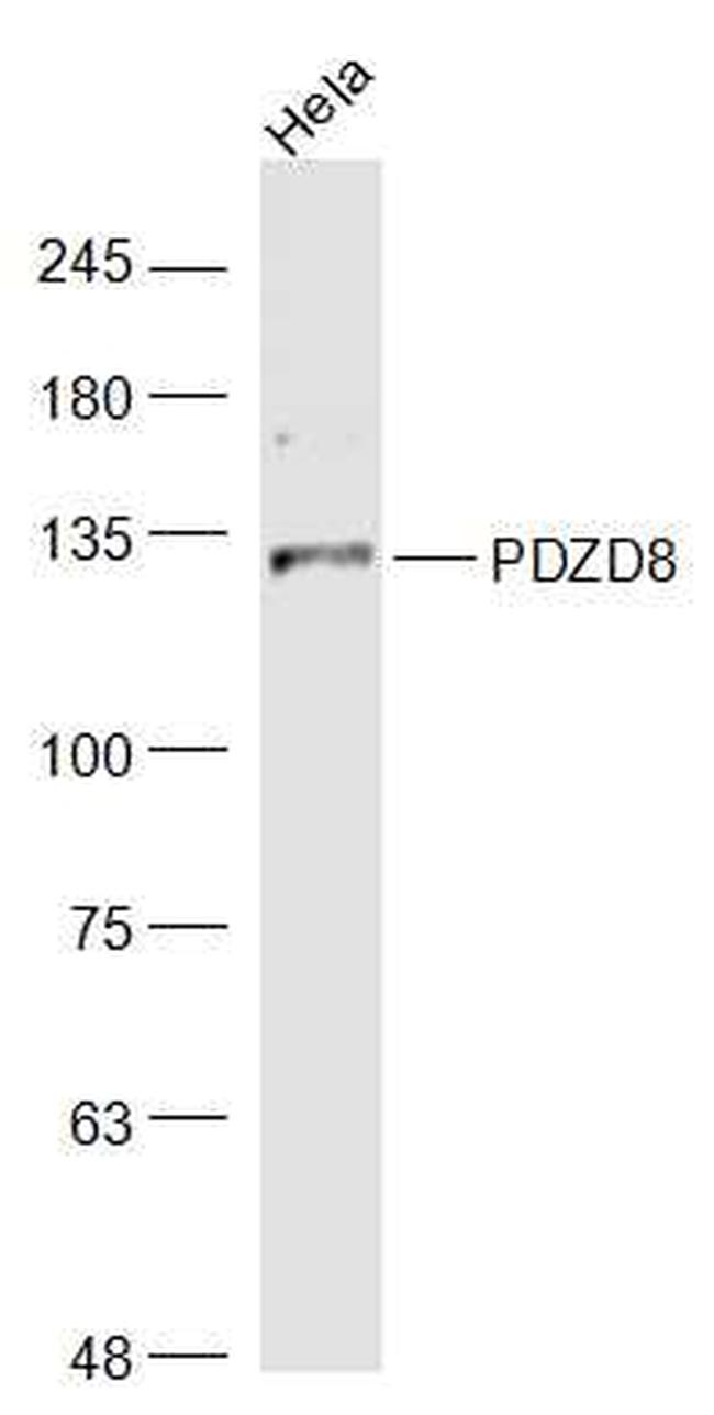 PDZD8 Antibody in Western Blot (WB)
