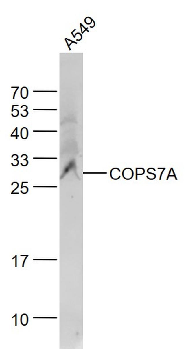 COPS7A Antibody in Western Blot (WB)