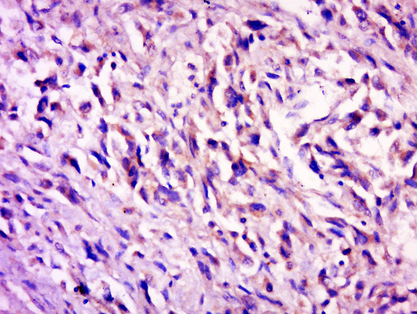 C7orf27 Antibody in Immunohistochemistry (Paraffin) (IHC (P))