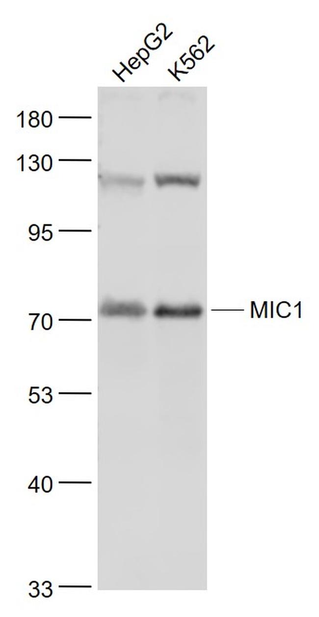 MIC1 Antibody in Western Blot (WB)