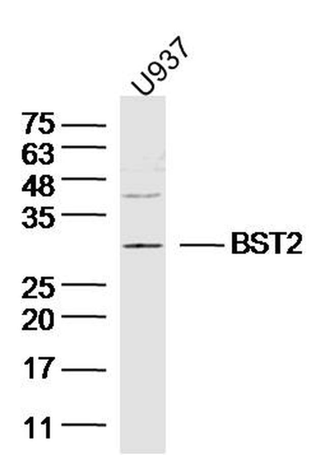 BST2/CD317 Antibody in Western Blot (WB)