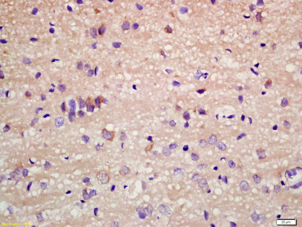 Staufen Antibody in Immunohistochemistry (Paraffin) (IHC (P))