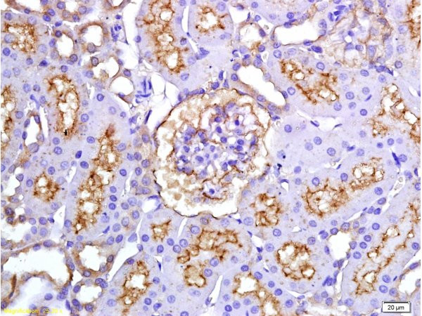 Endothelin-1 Antibody in Immunohistochemistry (Paraffin) (IHC (P))