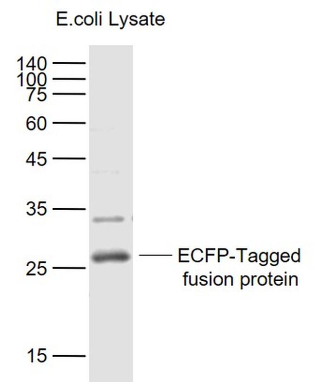 ECFP-Tag Antibody in Western Blot (WB)