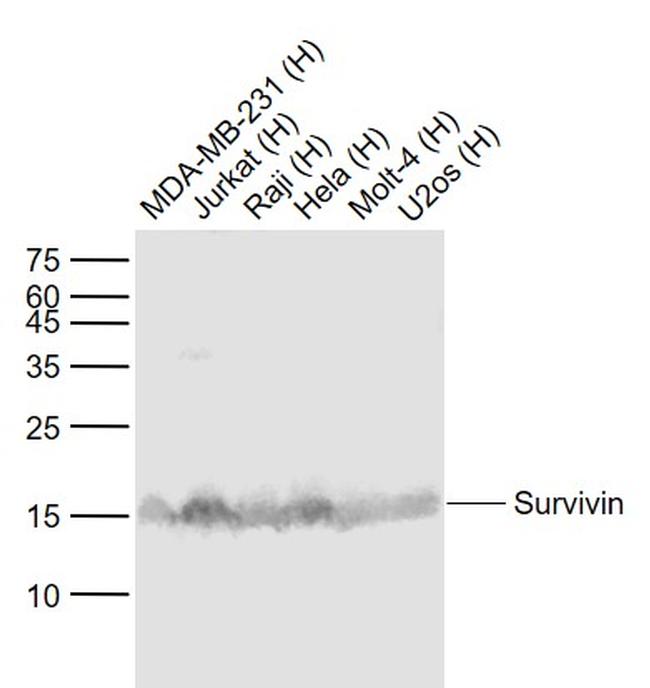 Survivin Antibody in Western Blot (WB)