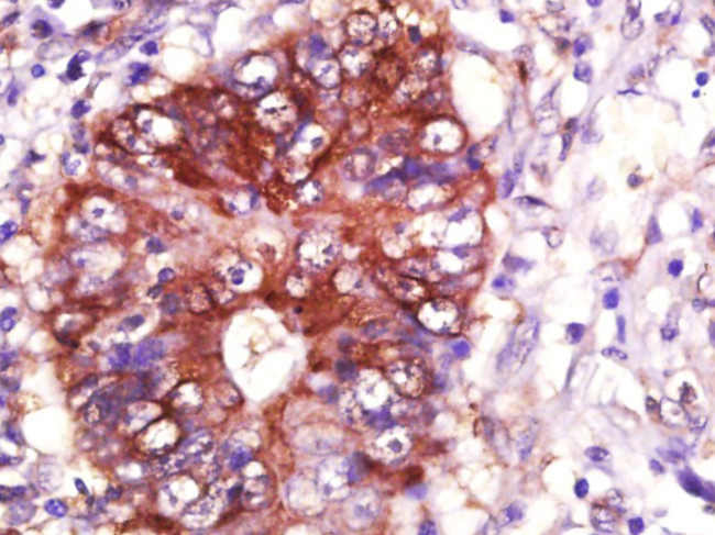 HSP90A Antibody in Immunohistochemistry (Paraffin) (IHC (P))