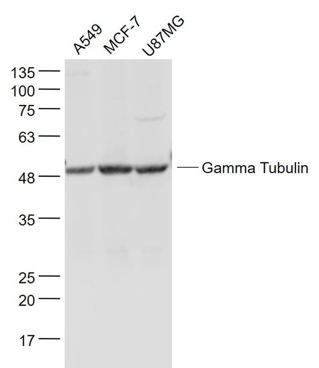 Gamma Tubulin Antibody in Western Blot (WB)