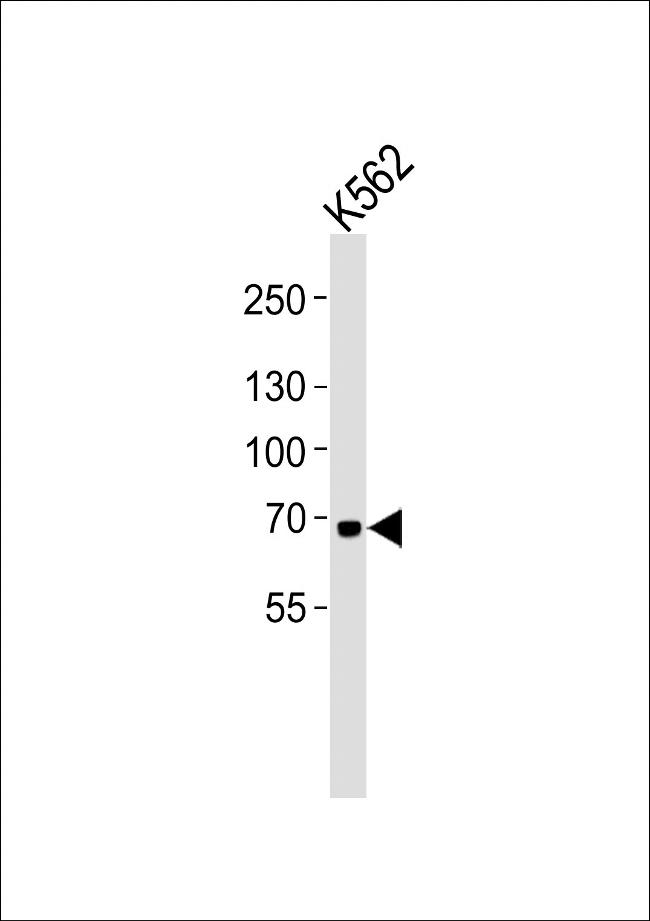 LTF Antibody in Western Blot (WB)