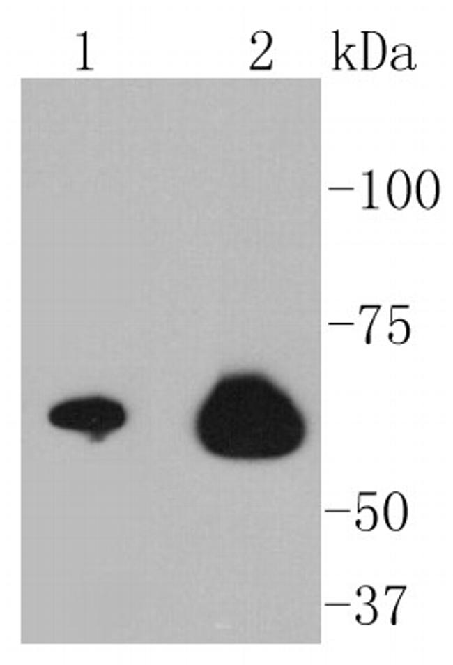 NF-kB p65 Antibody in Western Blot (WB)