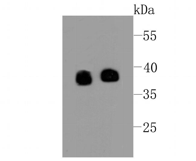 Synaptophysin Antibody in Western Blot (WB)