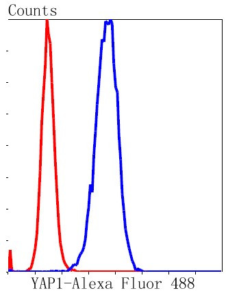 YAP1 Antibody in Flow Cytometry (Flow)