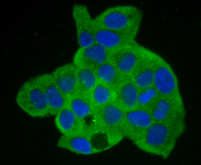 Annexin A2 Antibody in Immunocytochemistry (ICC/IF)