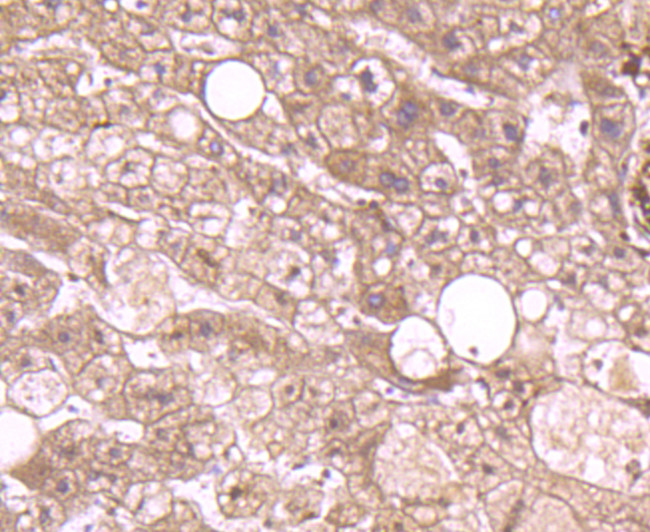 Annexin A2 Antibody in Immunohistochemistry (Paraffin) (IHC (P))