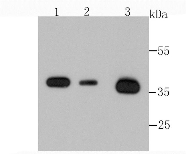 Annexin A2 Antibody in Western Blot (WB)