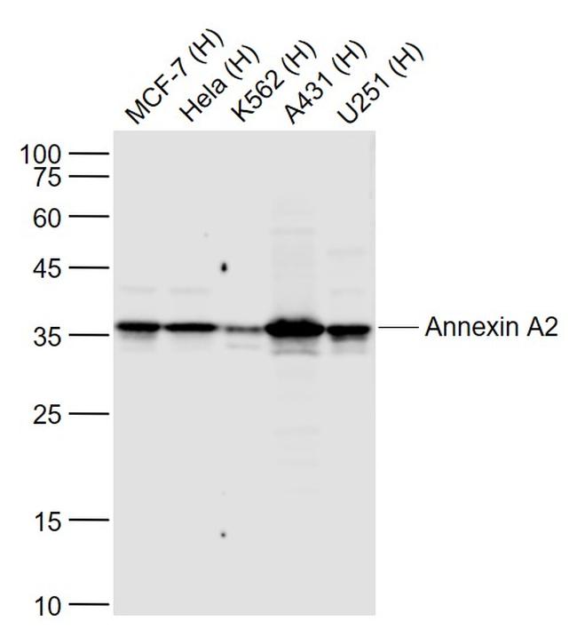 Annexin A2 Antibody in Western Blot (WB)