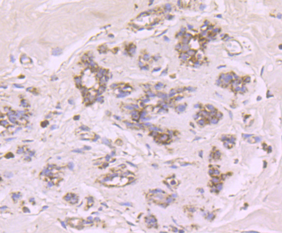 Cytochrome P450 17A1 Antibody in Immunohistochemistry (Paraffin) (IHC (P))