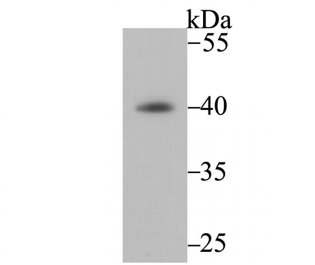 Fbx32 Antibody in Western Blot (WB)