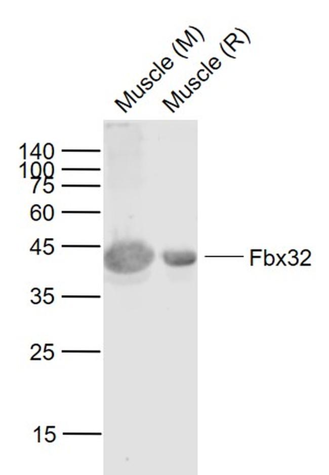 Fbx32 Antibody in Western Blot (WB)