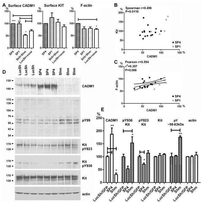 Phospho-c-Kit (Tyr936) Antibody in Western Blot (WB)