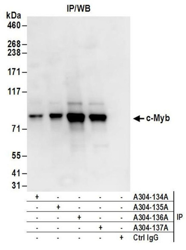 c-Myb Antibody in Immunoprecipitation (IP)