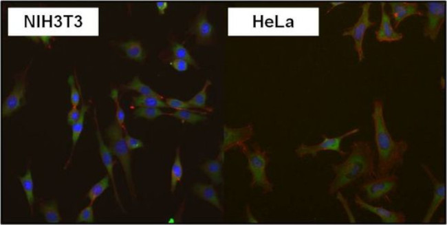 eIF1 Antibody in Immunocytochemistry (ICC/IF)