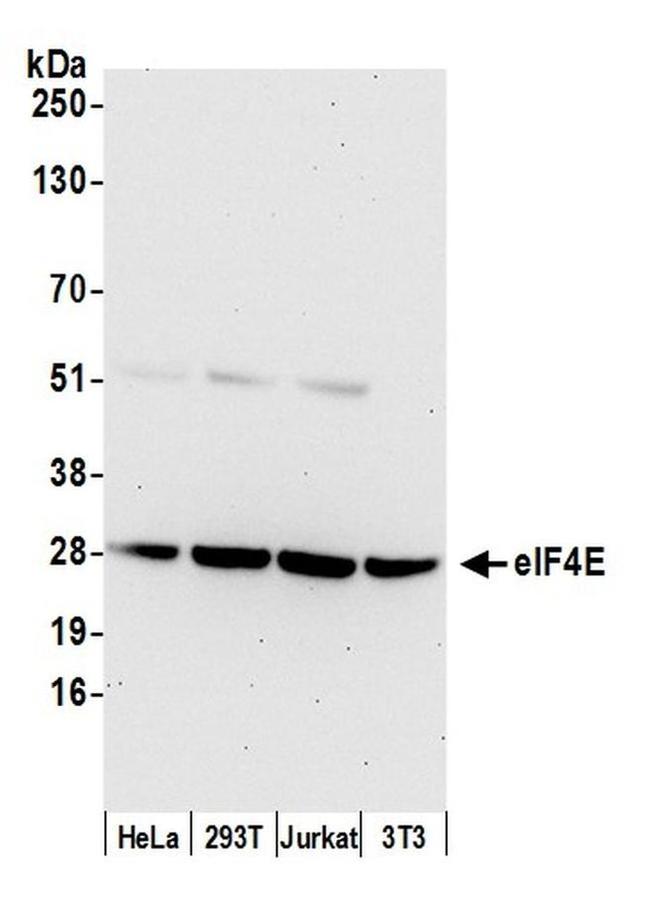 eIF4E Antibody in Western Blot (WB)