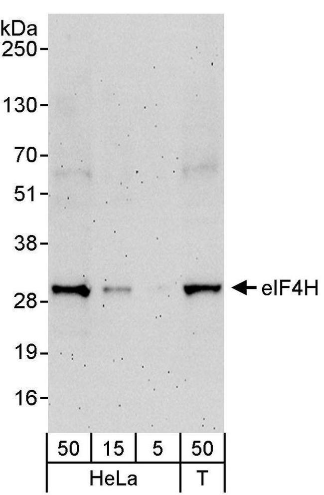 eIF4H Antibody in Western Blot (WB)