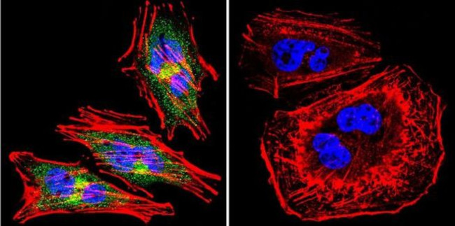 eNOS Antibody in Immunocytochemistry (ICC/IF)