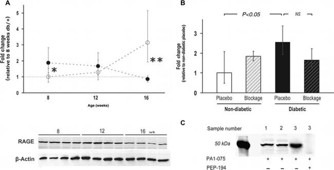 RAGE Antibody in Western Blot, Neutralization (WB, Neu)