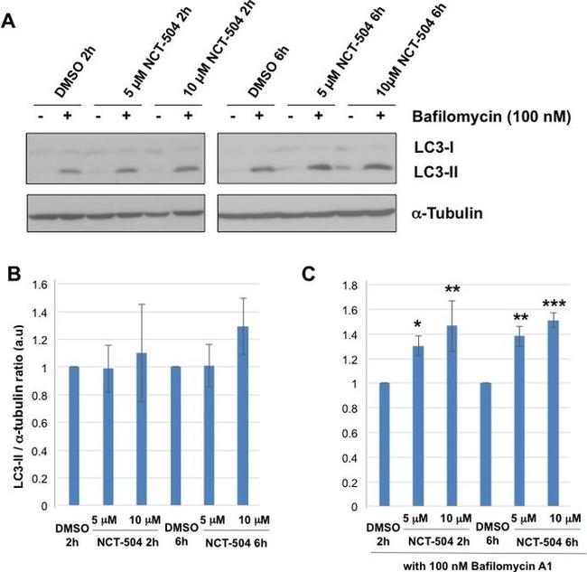 alpha Tubulin Antibody in Western Blot (WB)