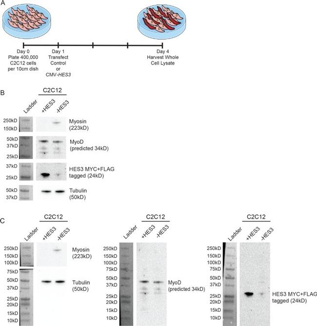 MYOD Antibody in Western Blot (WB)