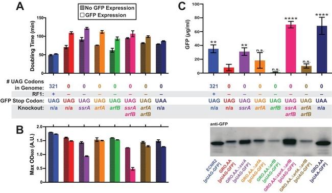 GFP Antibody in Western Blot (WB)