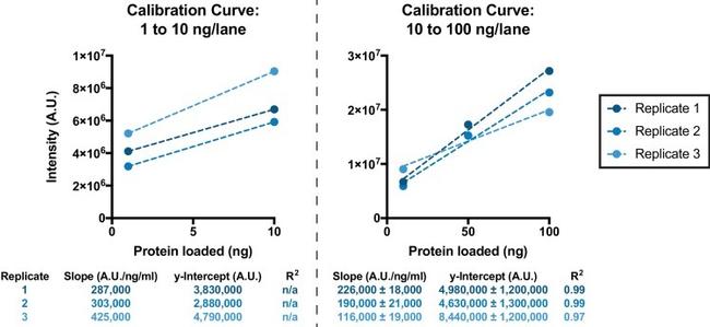 GFP Antibody in Western Blot (WB)