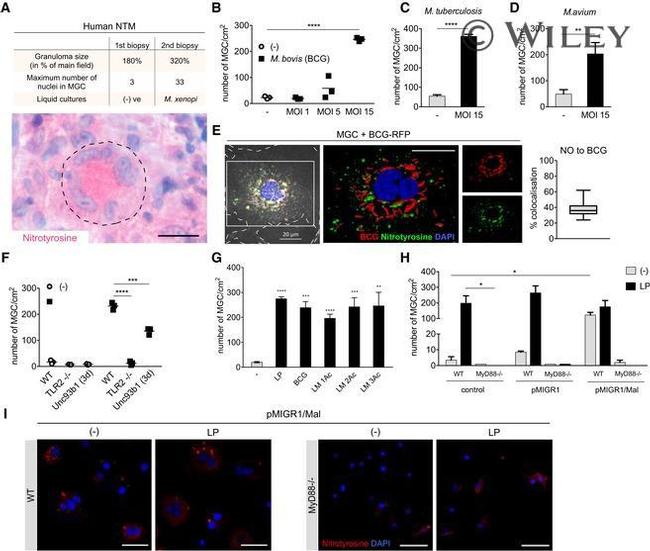 Nitrotyrosine Antibody in Immunohistochemistry (IHC)