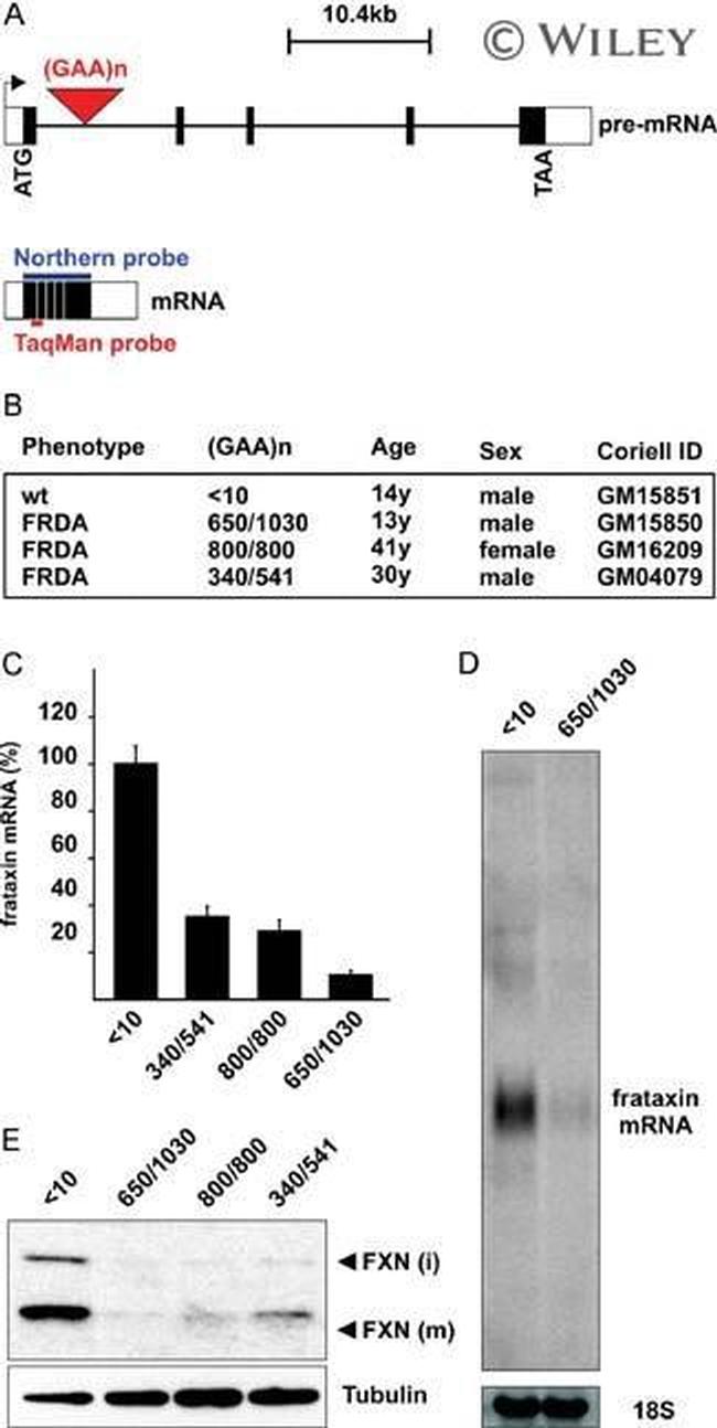 FXN Antibody in Western Blot (WB)