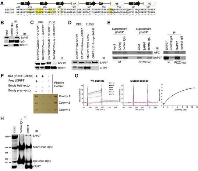 SAP97 Antibody in Immunoprecipitation (IP)