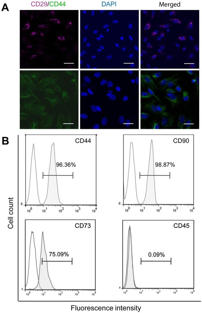 CD45 Antibody in Flow Cytometry (Flow)