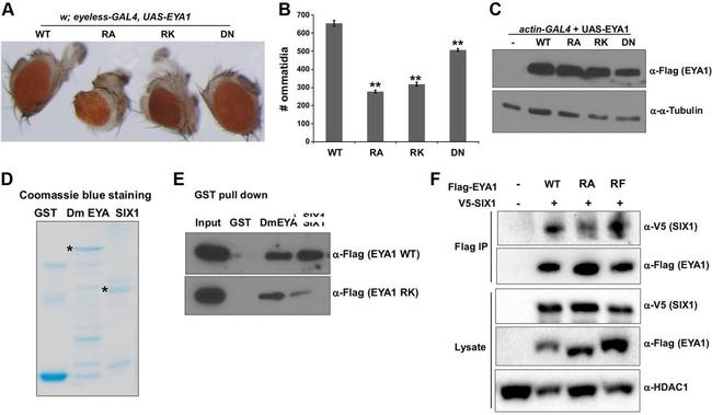 HDAC1 Antibody in Western Blot (WB)