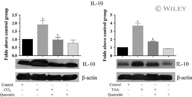 IL-10 Antibody in Western Blot (WB)