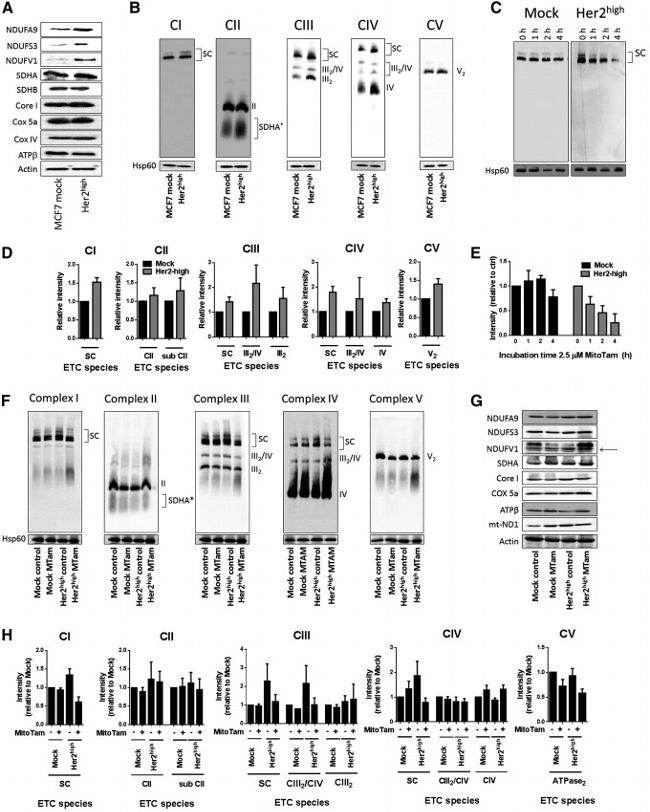 https://www.thermofisher.com/antibody/images/650/fig-6-1-20190221105219.jpg?time=20220826?time=20220826