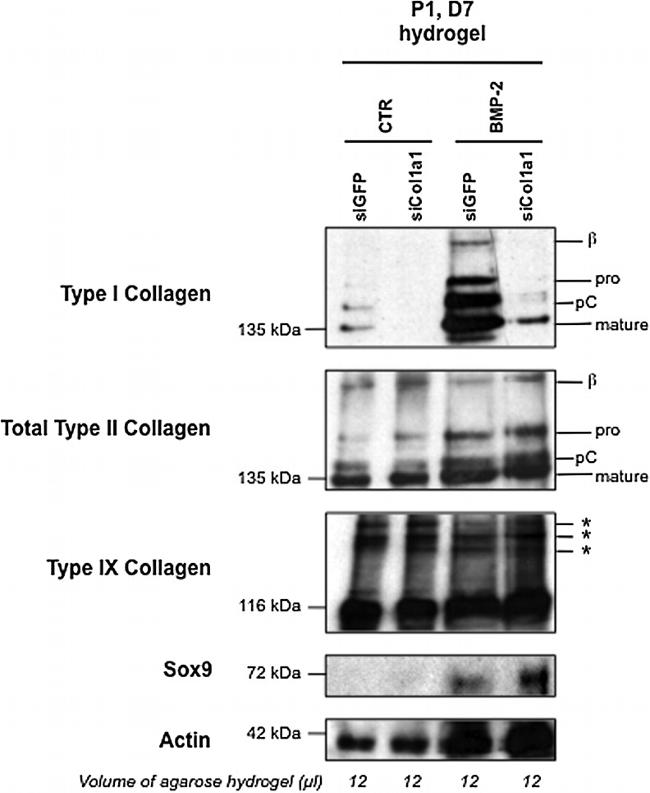 Collagen II Antibody in Western Blot (WB)