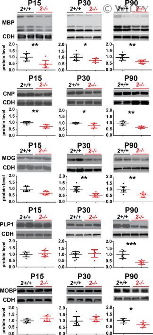 N-cadherin Antibody in Western Blot (WB)