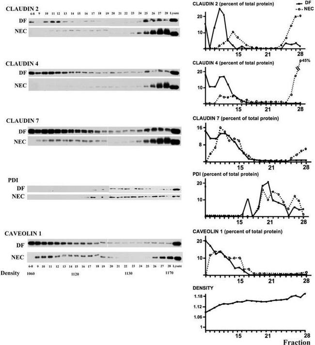 Claudin 4 Antibody in Western Blot (WB)