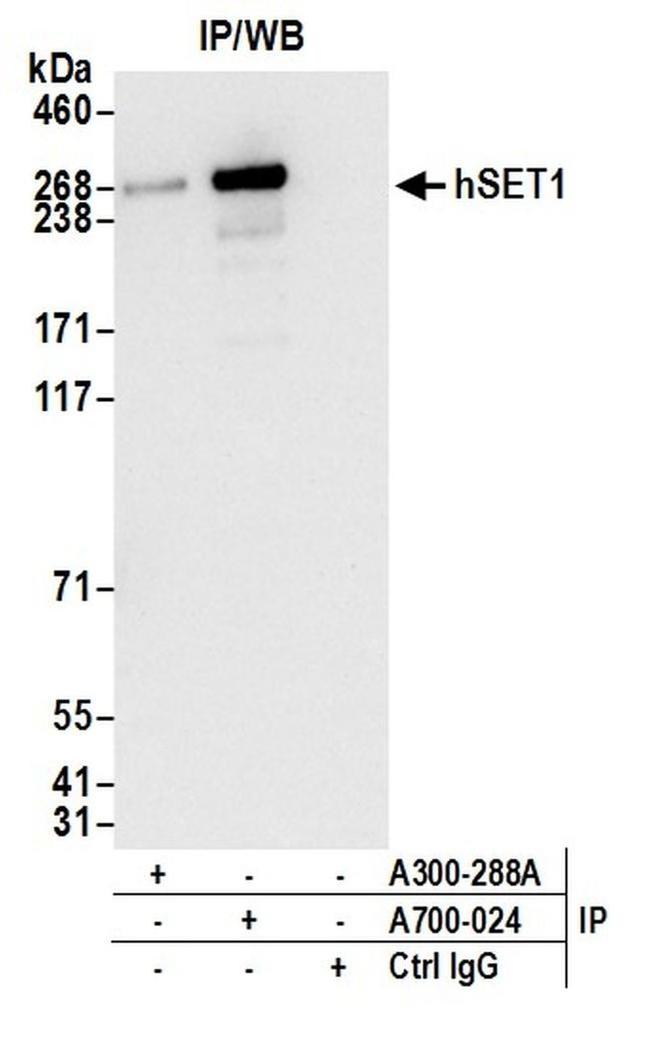 hSET1 Antibody in Western Blot (WB)