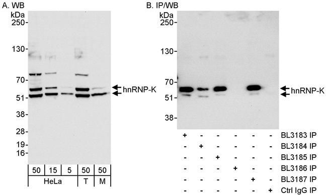 hnRNP-K Antibody in Western Blot (WB)