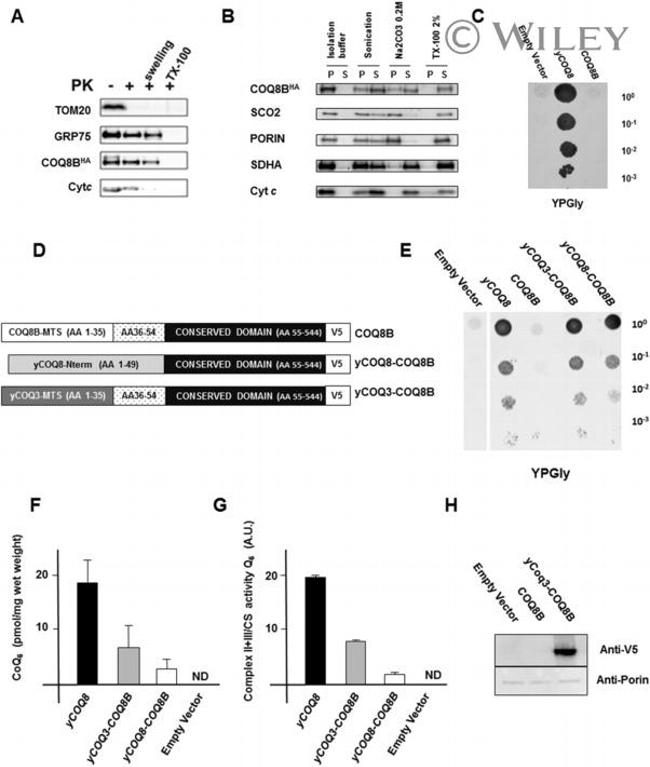 SDHA Antibody in Western Blot (WB)