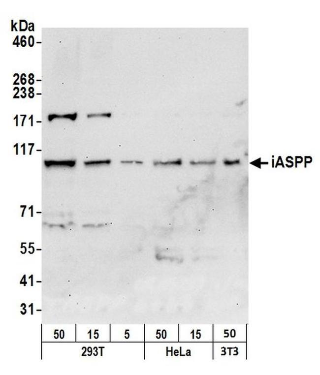 iASPP Antibody in Western Blot (WB)